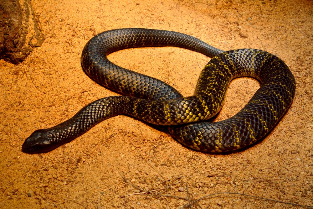 image of a Black tiger snake (Notechis ater humphreysi) on brown sand.