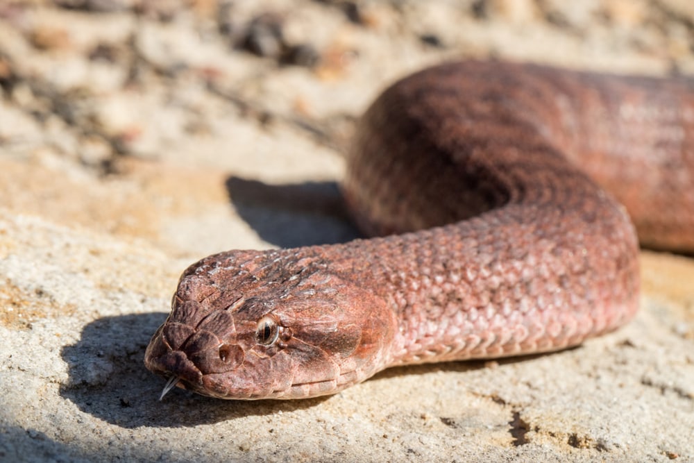 close up image of a common death adder slithering on the rocks
