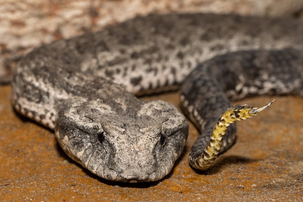 close up image of a death adder snake showing its head and tail