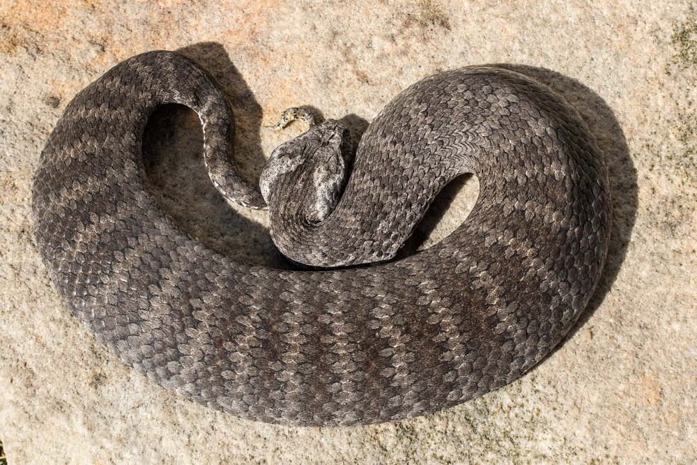 image of a death adder snake the ground