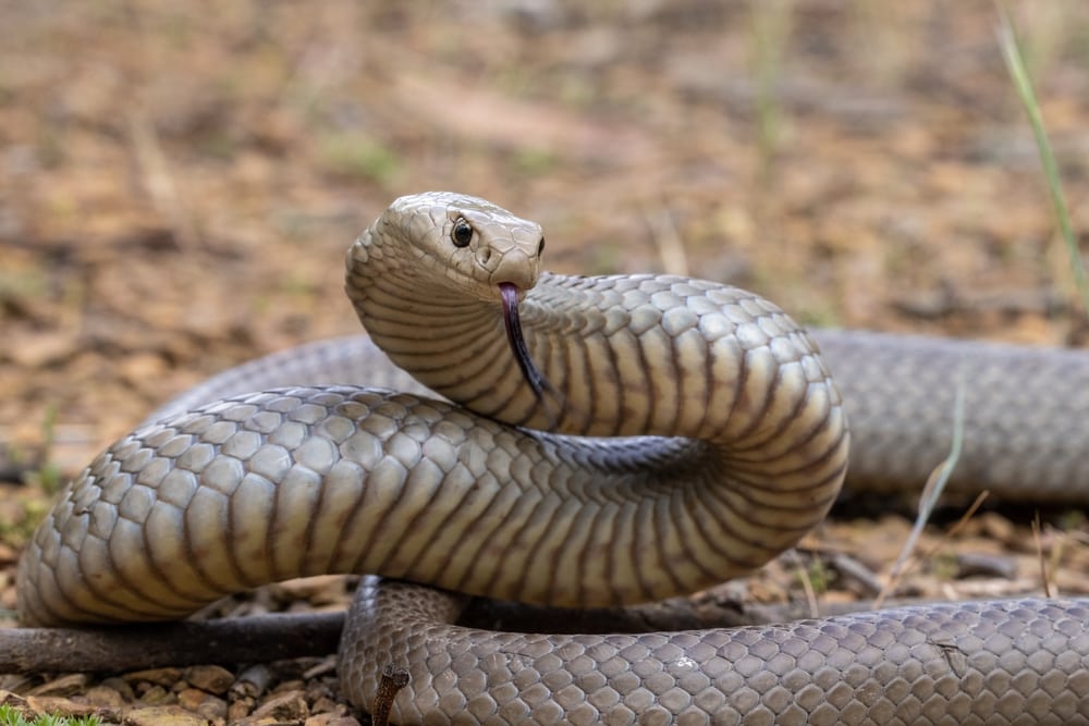 close up image of a highly venomous Australian Eastern brown snake