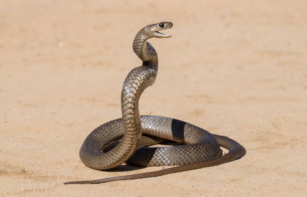 image of an Eastern brown snake in a striking position