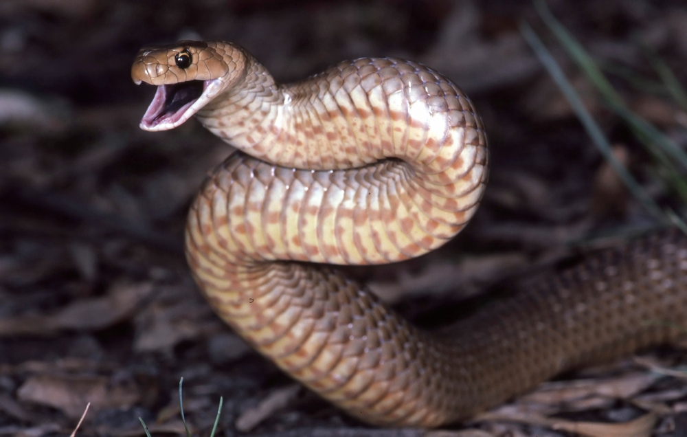 image of an Eastern brown snake in a defensive position 