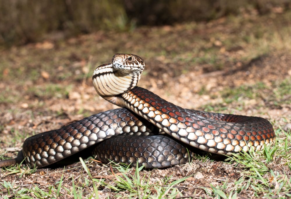 image of a highland copperhead snake in Australia