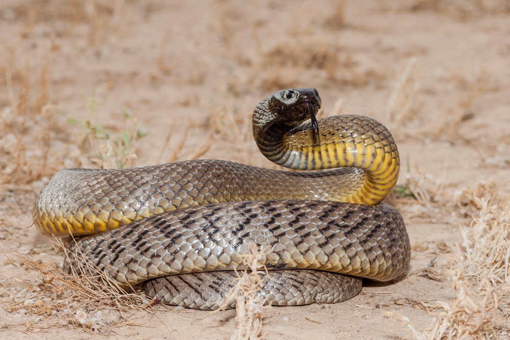 image of a coiled inland taipan snake
