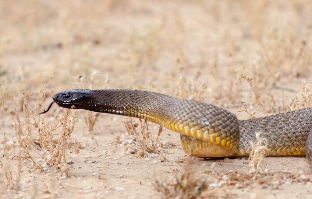 image inland taipan snake on the ground