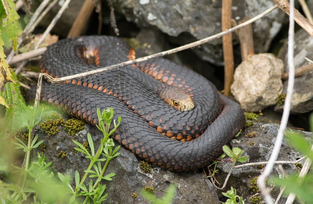 image of a lowland copperhead snake lying on grass