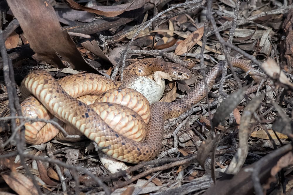 A Dugite or spotted brown snake (Pseudonaja affinis) predating on a Bobtail Lizard 