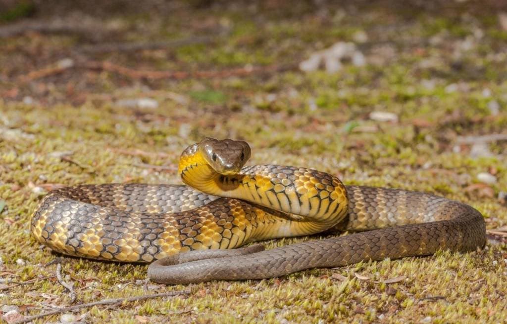 image of a tiger snake coiled on the ground in a defense position