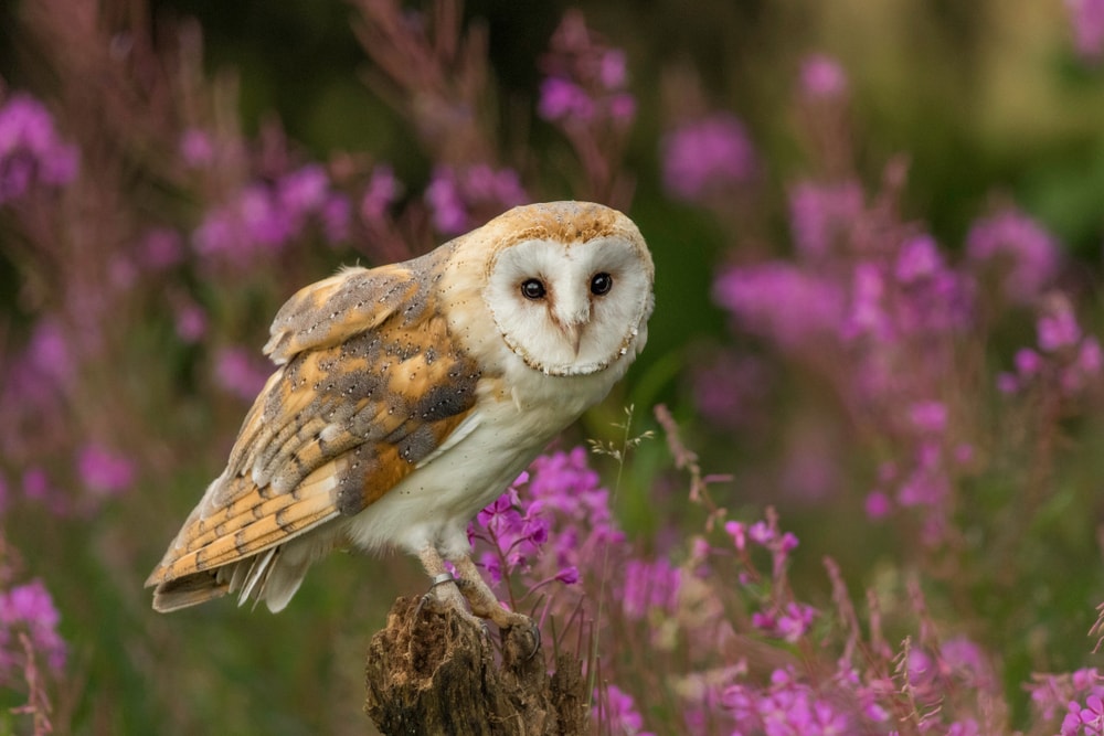barn owl perched on a wooden post on field with flowers