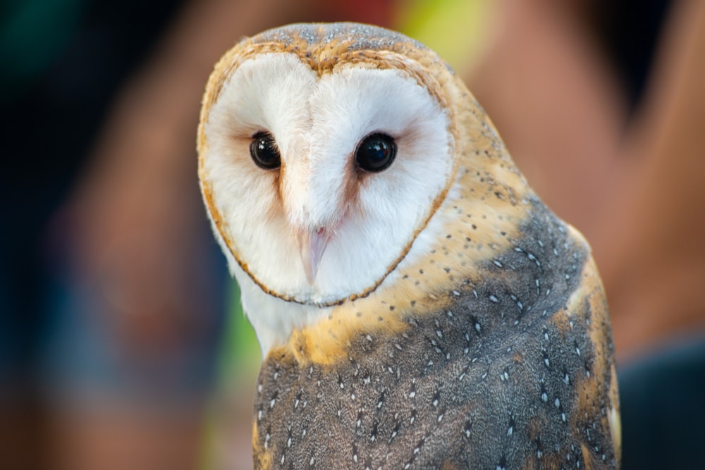 close up image of the face of a barn owl