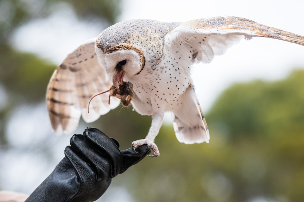 a barn owl with a mouse on its mouth