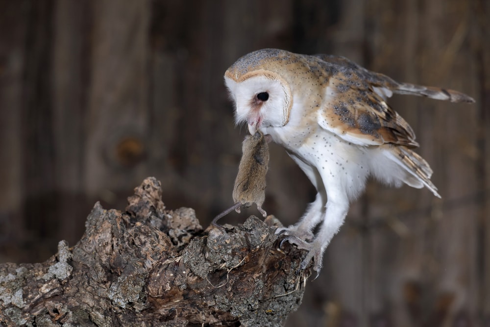 a barn owl on a tree eating a mouse