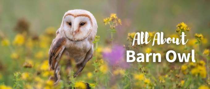 barn owl featured image