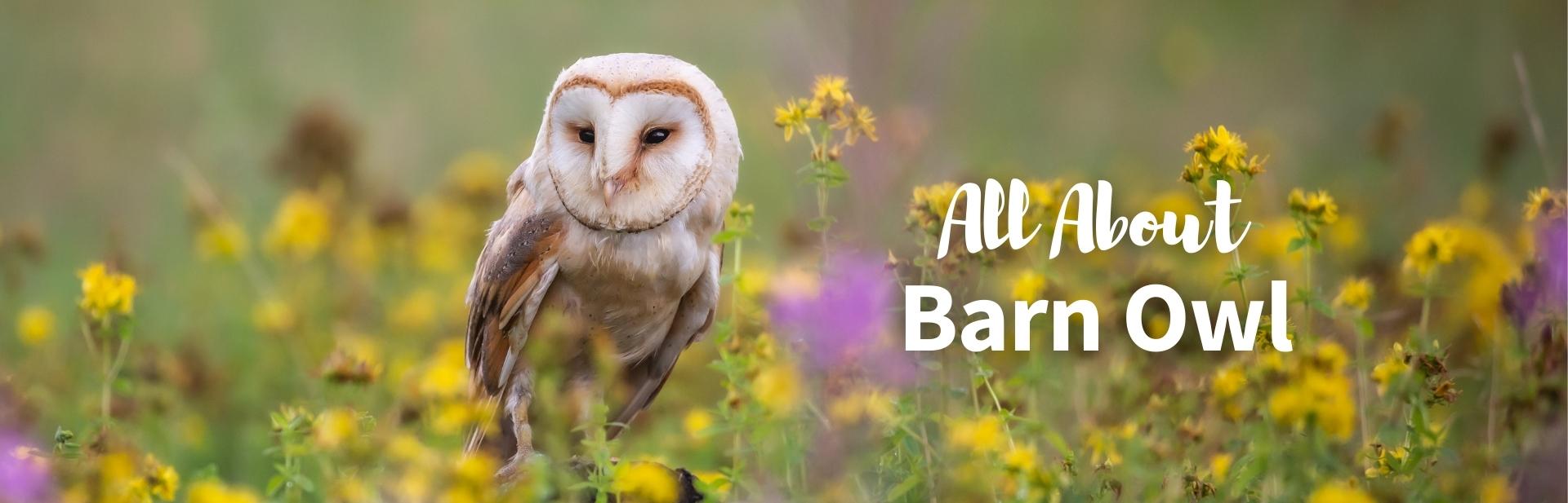 Barn Owl: The Ghostly Bird of Prey With a Heart-Shaped Face - Outforia