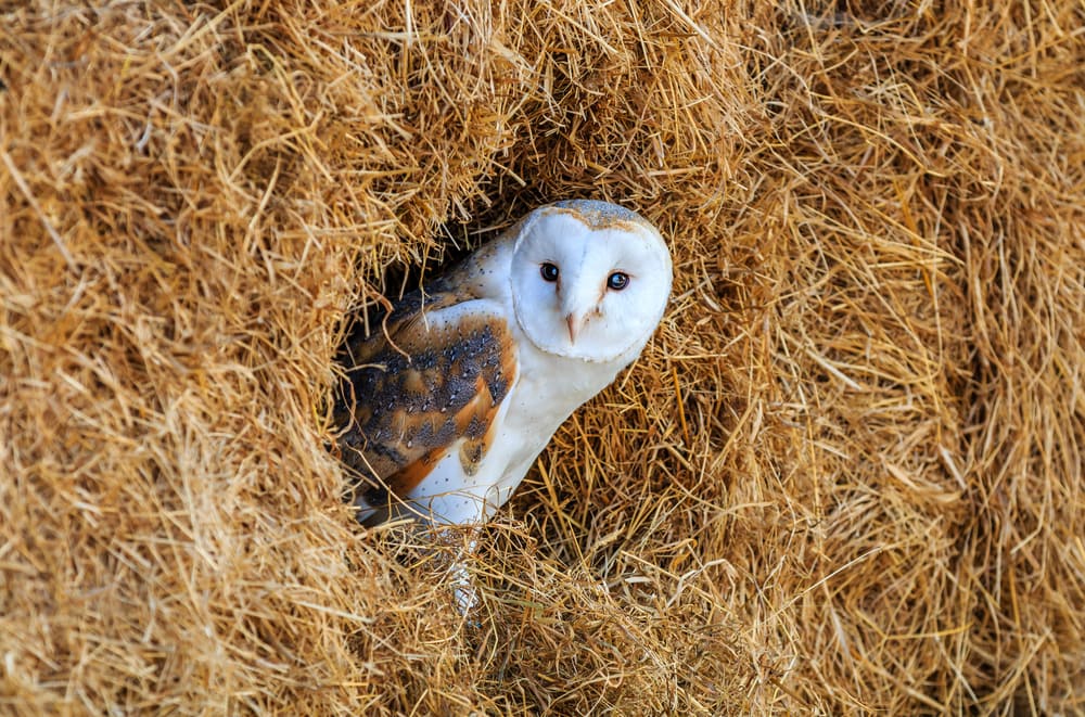 barn owl in a haystack