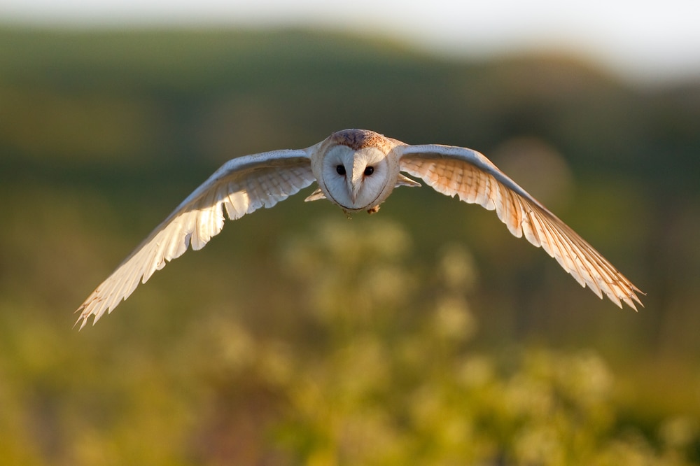 image of a barn owl flying over a grassy field