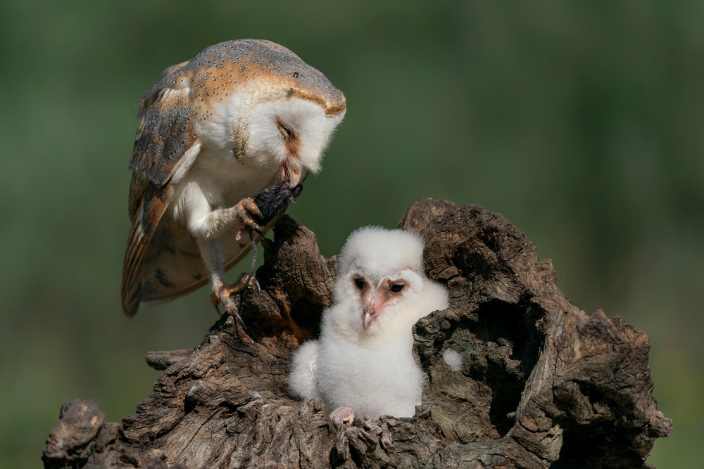 a barn owl feeding her owlet on a dead tree