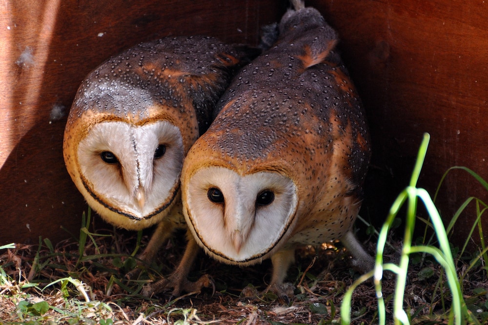 a pair of barn owls during mating season