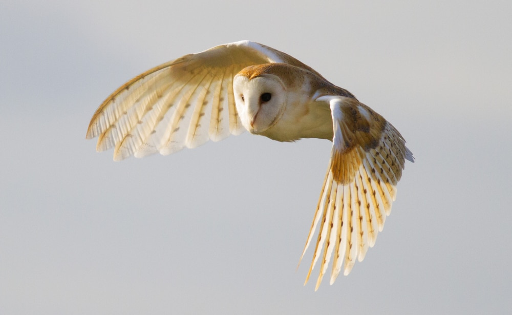 image of a barn owl in flight