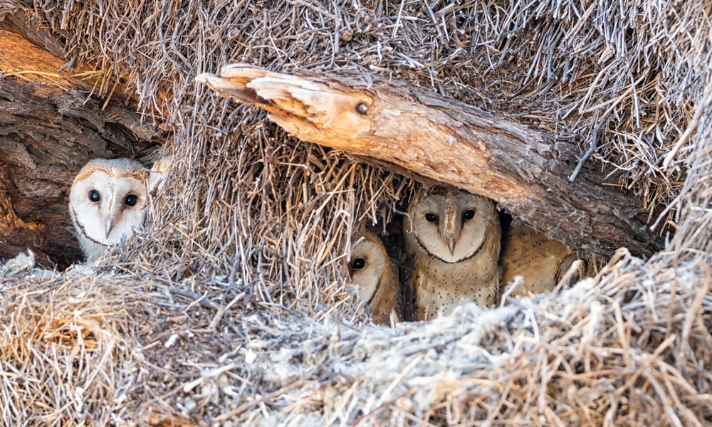 image of barn owls hiding under the ground