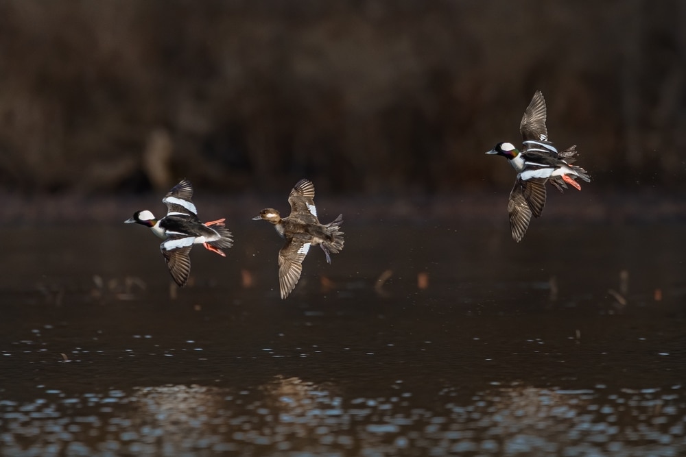 three buffleheads flying over a pond