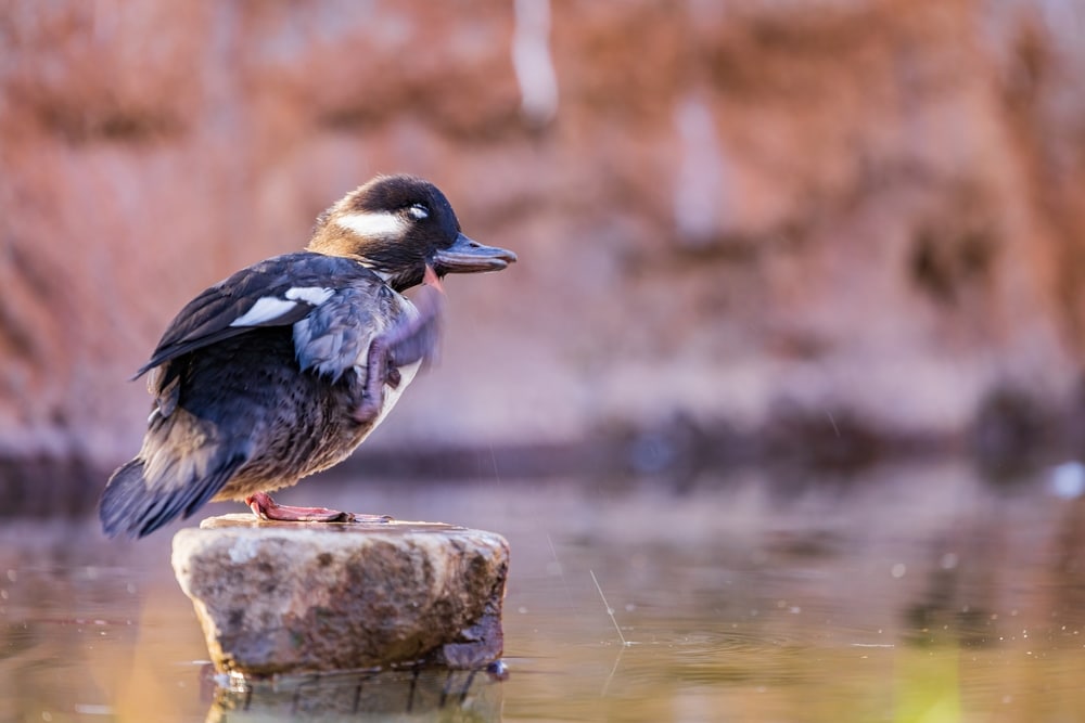 a female bufflehead  perched on a wooden stump scratching its back