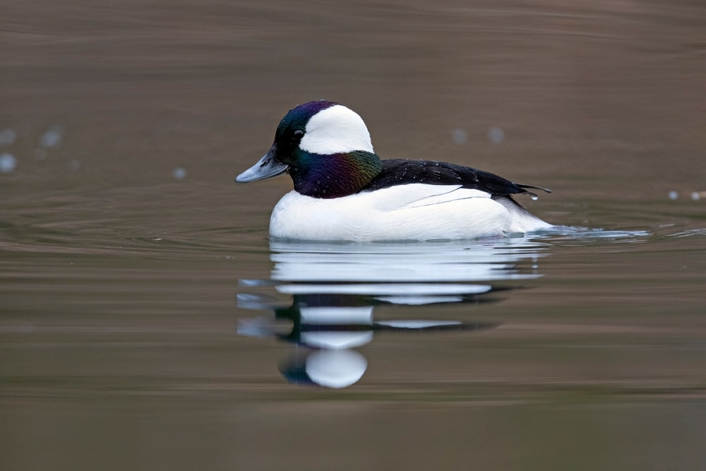 a bufflehead swimming on a pond showing its reflection