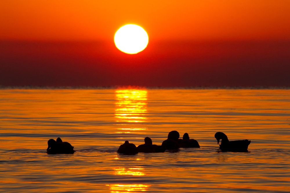 silhouette of ducks on Lake Erie during sunset
