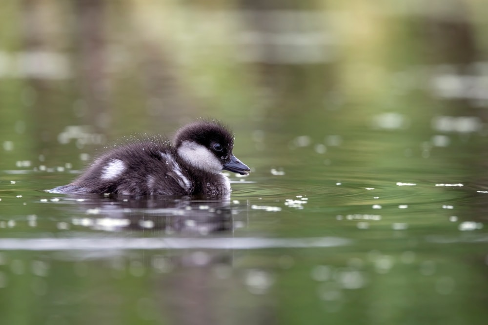 a bufflehead duckling swimming on a lake