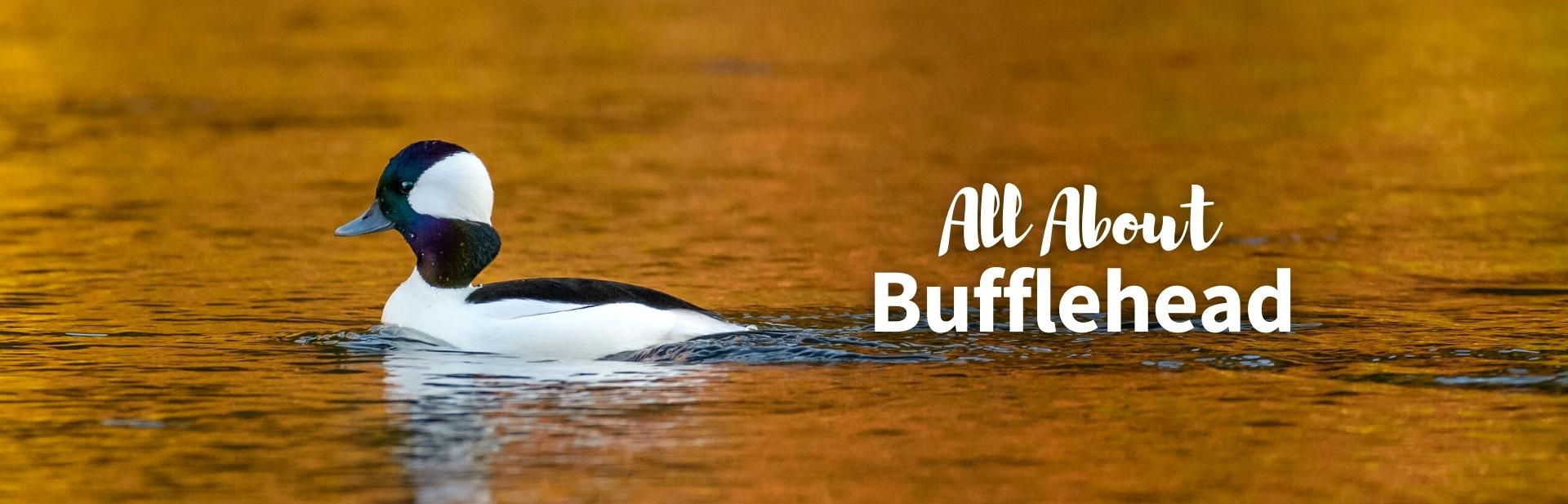 All You Need to Know About the Bufflehead and Where to Find Them