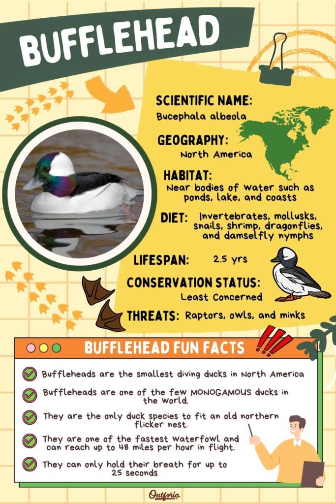 chart about bufflehead with classification and fun facts