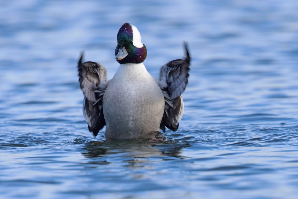 image of a bufflehead flapping its wings 