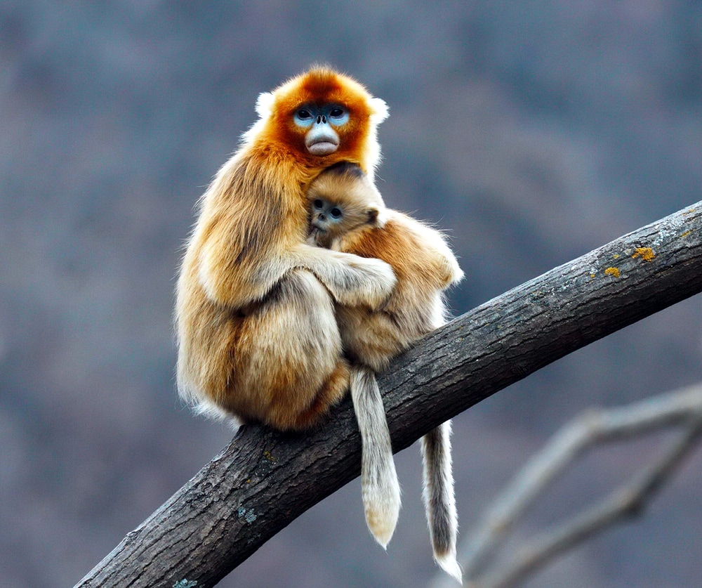 Golden snub-nosed monkey hugging its baby on a tree