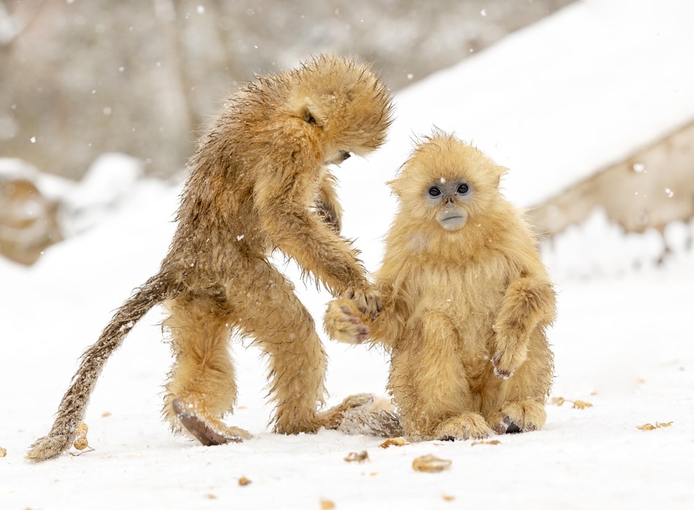 Two baby Golden snub-nosed monkey playing on a snow