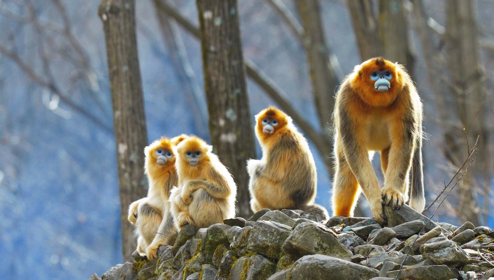 Group of Golden snub-nosed monkey looking back at the camera