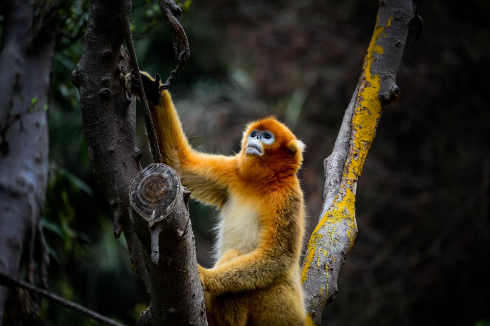 Golden snub-nosed monkey climbing up on a tree