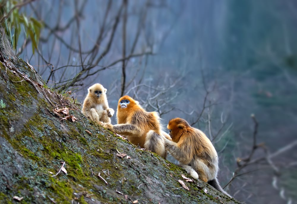 Group of Golden snub-nosed monkey climbing up on a tree