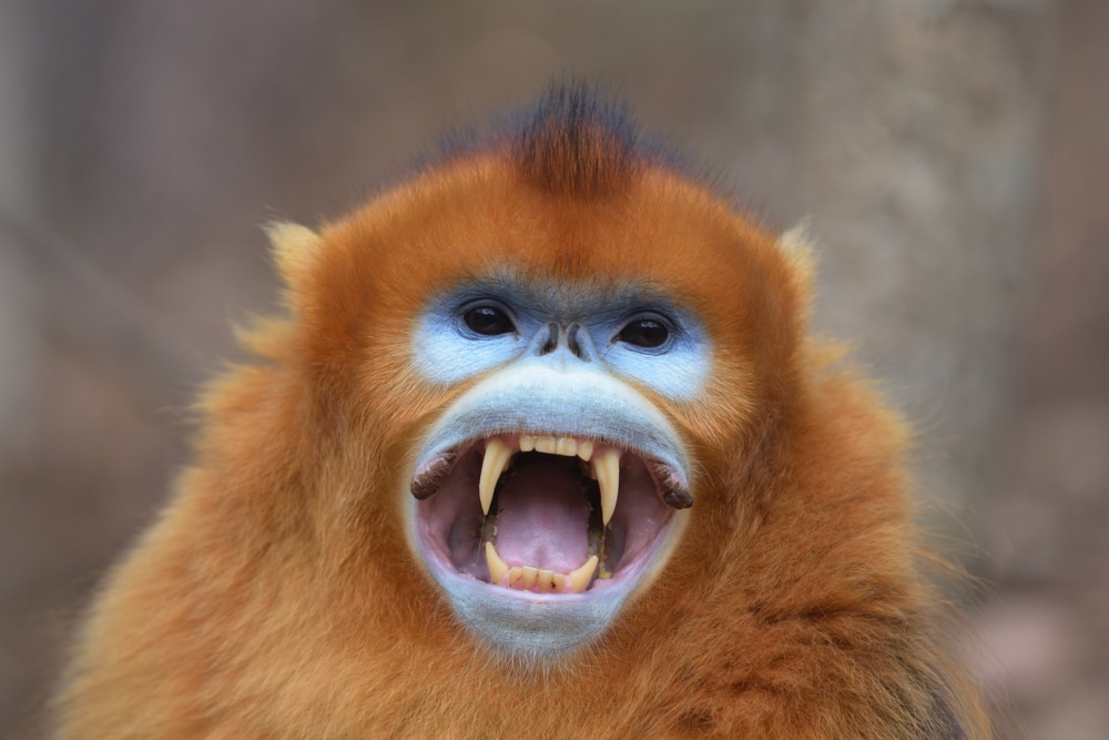Golden snub nosed monkey showing its teeth for dominance