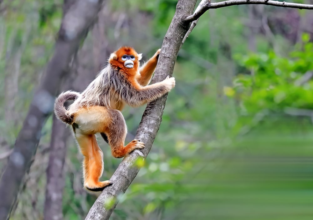 Golden snub-nosed monkey climbing on a tree