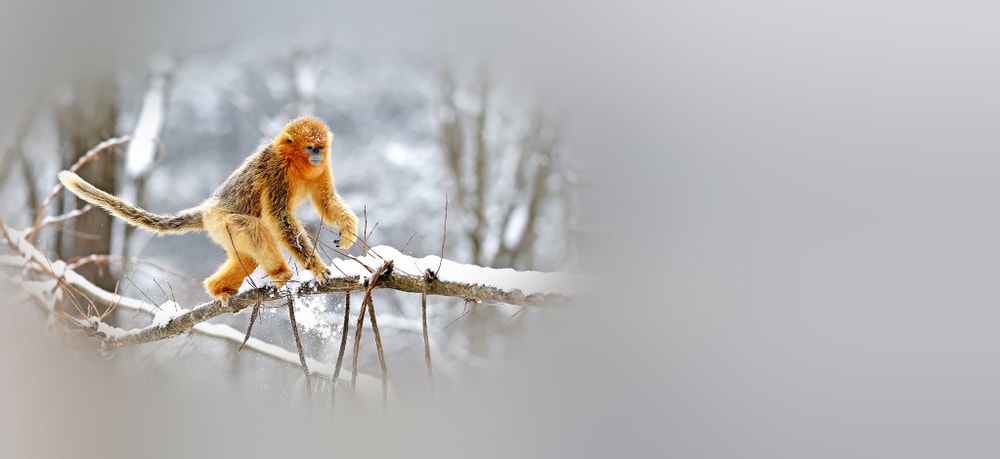 Golden snub-nosed monkey walking through the snow