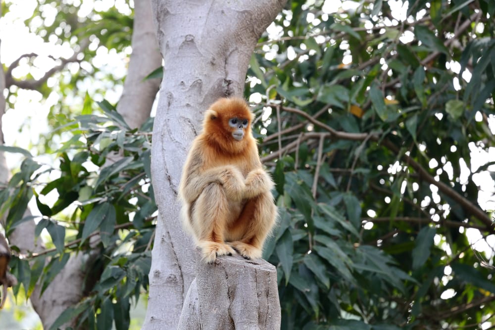 Golden snub-nosed monkey sitting on a tree