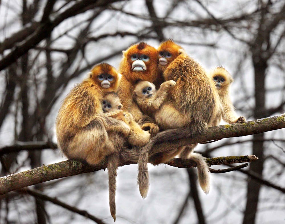 Family of golden snub nosed monkey hugging each other on a tree
