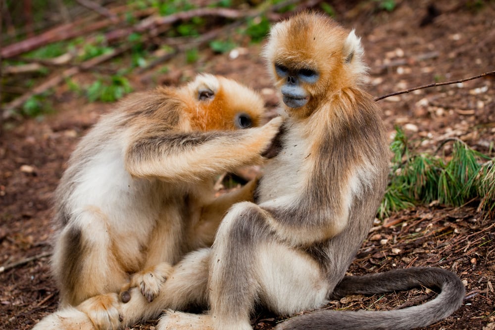 Two golden snub monkeys checking each other's skin