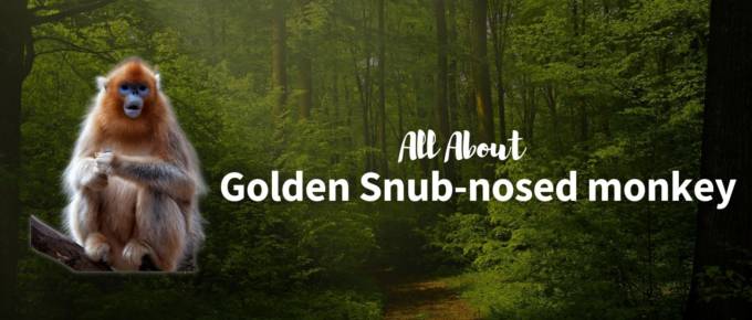 Golden snub-nosed monkey featured image