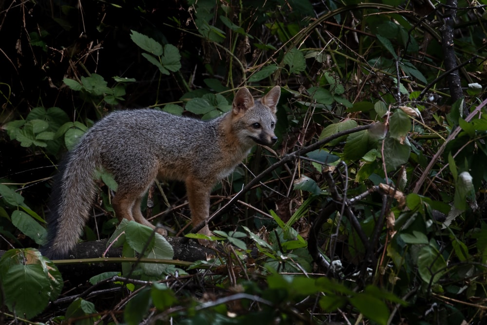 Gray fox standing in the middles of a forest