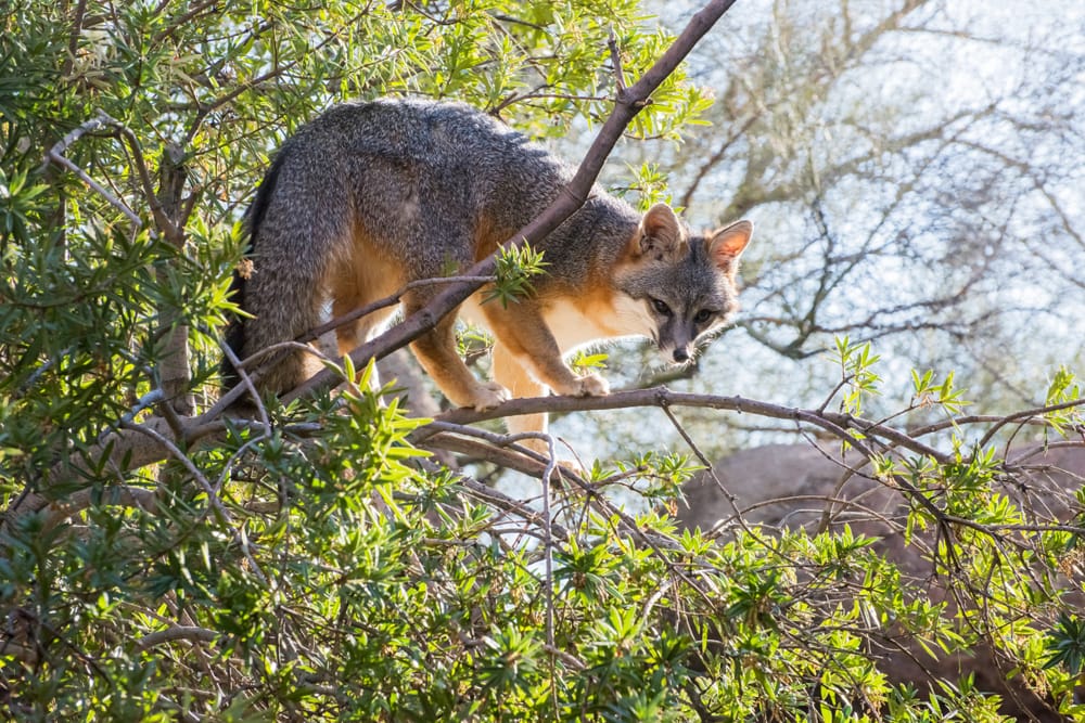 Gray fox on top of a tree