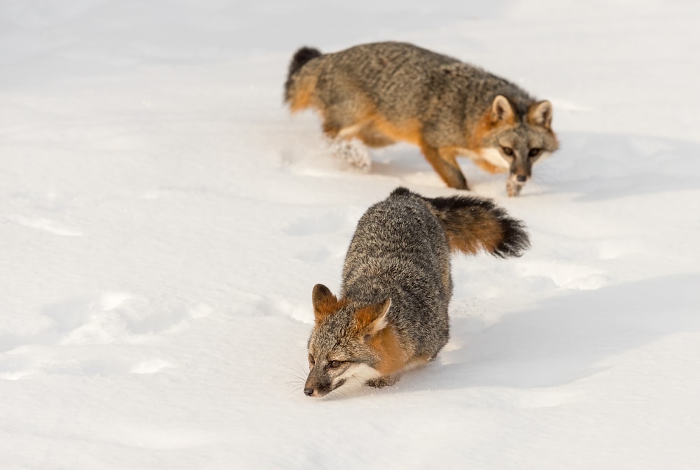 Two gray fox chasing each other during winter