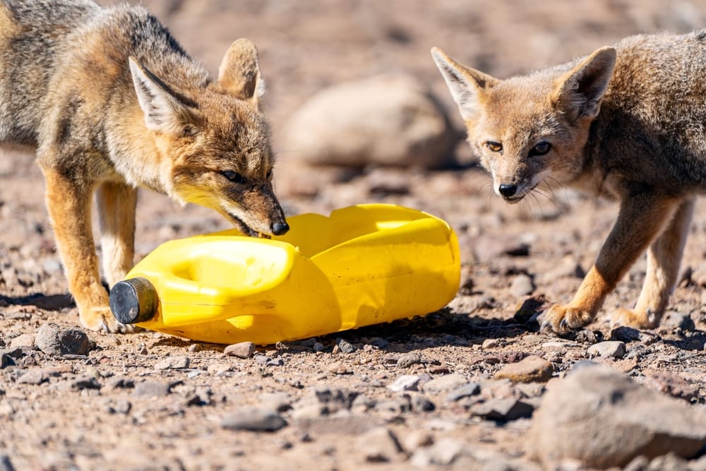 Gray fox checking on an empty bottle
