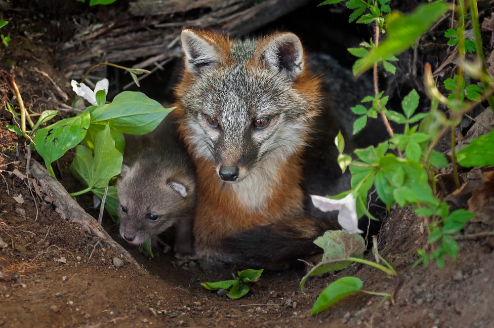Two gray fox under a tree